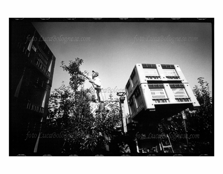 pereWilliam_Altedo_fotoLucaBolognese.com