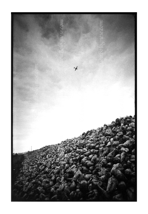 barbabietole_foto_LucaBolognese.com