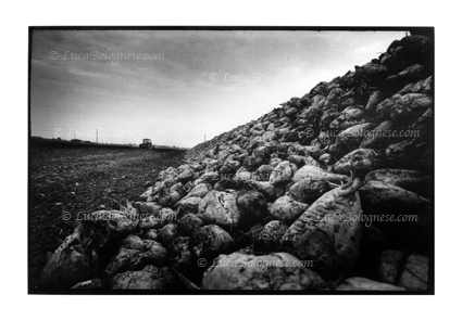 barbabietole_foto_LucaBolognese.com