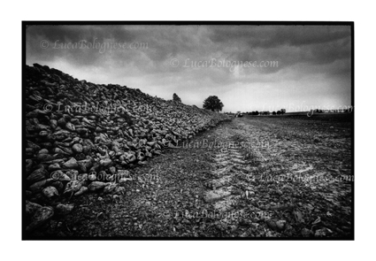barbabietole_foto_LucaBolognese.com